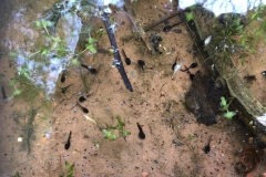Common Toad (Bufo bufo) Tadpoles